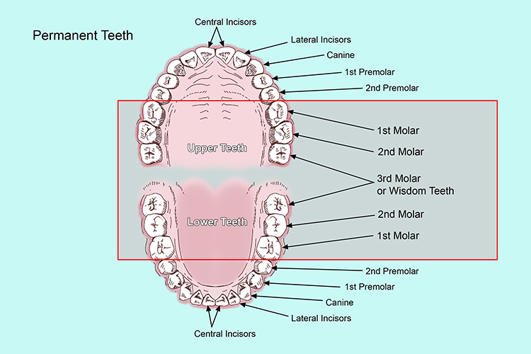 Molars can be found at the back of the mouth next to the premolars